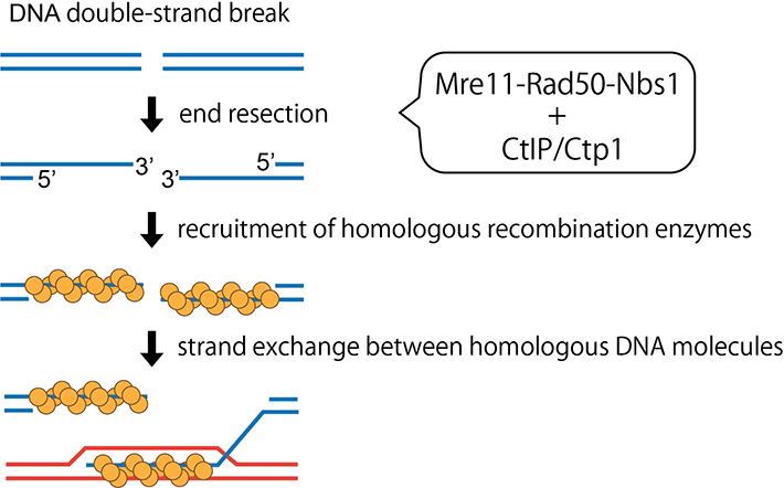 MRN complex stimulating activity of CtIP/Ctp1