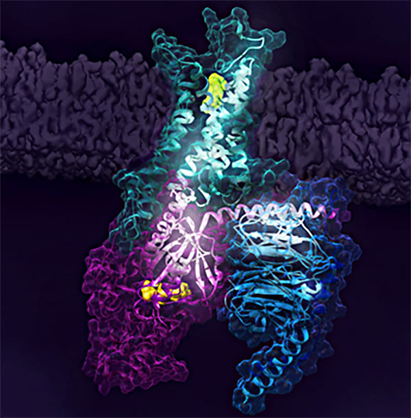 Figure 1. Activation of the human A2A receptor (shown in turquoise) in complex with a G protein consisting of the α, β, and γ subunits (shown in violet, light blue and bark blue, respectively), is exquisitely controlled by changes in dynamics and action of the ligand, highlighted in lime at the top of the figure. Activation pathways are observed to extend from the ligand binding site (lime) to the nucleotide binding site (yellow) in the G protein.