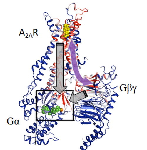 Figure 3. Computational analysis based on modelling and mathematical rigidity theory identifies an activation network pathway encompassing the receptor A2AR, the Gβγ subunit, and the Gα subunits of G-protein, harboring the nucleotide (shown in green). Gβγ subunit was discovered to be critical for signalling and sampling of fully active states of receptor resulting in optimal receptor activation.