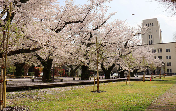 New saplings planted parallel to aged sakura trees