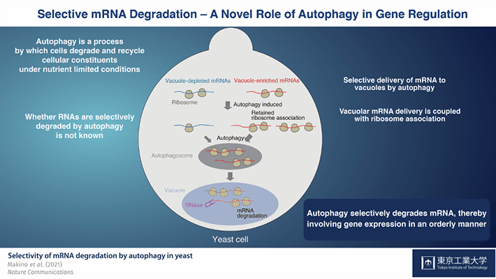 Selective mRNA Degradation -  A Novel Role for Autophagy in Gene Regulation