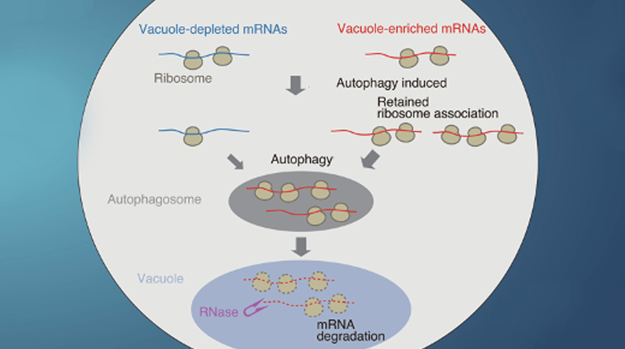 Selective mRNA Degradation via Autophagy: A Novel Role for Autophagy in ...