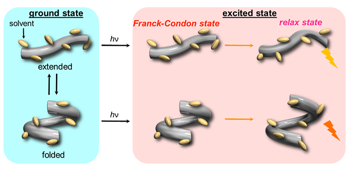 Figure 2. Schematic illustration of the dynamic behavior of host in the ground and excited states