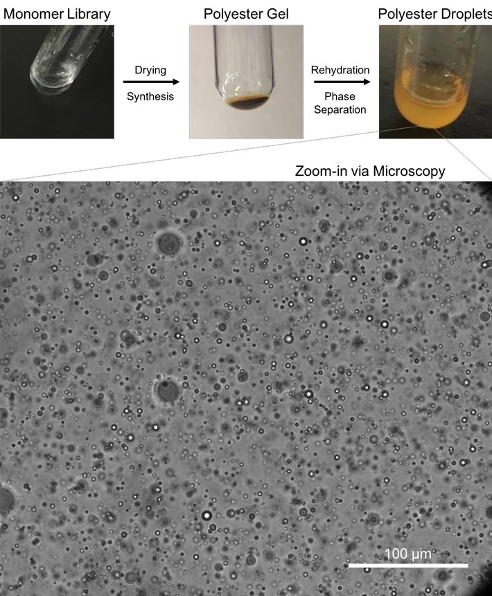 Figure 1 Polyester Synthesis and Microdroplet Assembly Starting from a liquid alpha hydroxy acid monomer library, drying through heating results in synthesis of polyester polymers, which form a gel-like state. This gel is then rehydrated, resulting in phase separation and formation of a turbid solution. Further microscopy analysis of this turbid solution reveals the existence of membrane-less polyester microdroplets, which have been proposed as relevant compartments on early Earth. Credit: Tony Z. Jia.