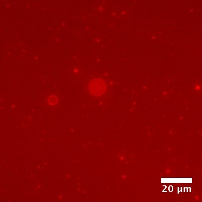 Figure 2 Polyester Microdroplets as Compartments Fluorescent RNA (in red) can reside within the droplets, potentially assisted by interaction with the cationic groups that have been incorporated into the droplets. Credit: Tony Z. Jia.