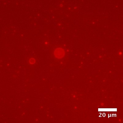 Figure 2 Polyester Microdroplets as Compartments Fluorescent RNA (in red) can reside within the droplets, potentially assisted by interaction with the cationic groups that have been incorporated into the droplets. Credit: Tony Z. Jia.