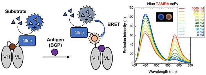 Figure 1 Mechanism for luminescence and emission spectra for the TAMRA-labeled BRET Q-body The enzyme 