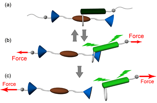 Figure 1 Schematic illustration of the operation of a rotaxane-based mechanophore, displaying (a) force-free state, (b) reversible, and (c) irreversible responses. Scientists explored a curious interlocked molecular architecture called "rotaxane" and reported a new type of mechanophores response that is both reversible and irreversible depending on the magnitude of applied force without scission of chemical bonds.