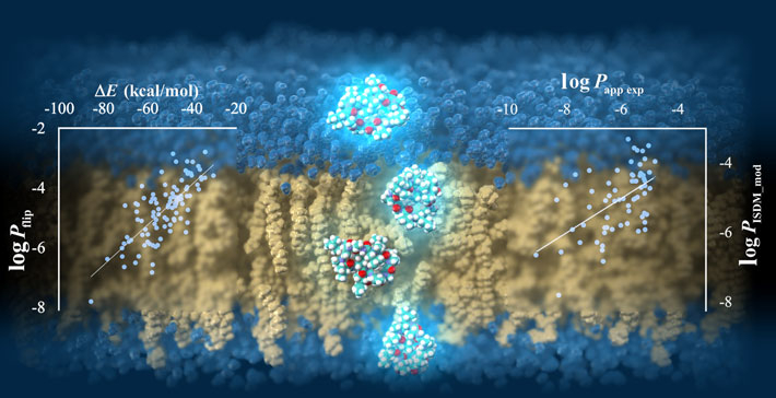 Figure 1. Cyclic peptides permeating through a lipid bilayer