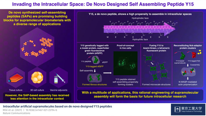 In a Supramolecular Realm: Advances in Intracellular Spaces with De Novo Designed Peptide