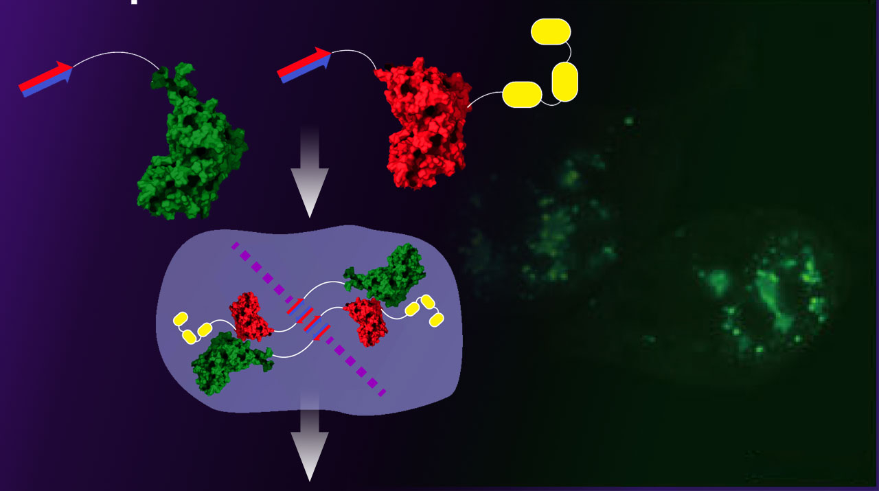 In a Supramolecular Realm: Advances in Intracellular Spaces with De Novo Designed Peptide