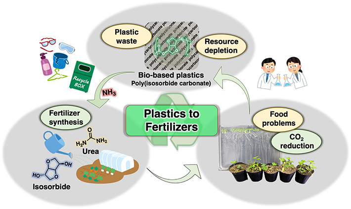 Figure 1 A fertilizer-from-plastics circular system Using the degradation products of PIC as a nitrogen-rich fertilizer closes a sustainable loop that makes bioplastics a much more attractive option for addressing the environmental issues posed by conventional petroleum-based plastics. Image credit: Daisuke Aoki from Tokyo Institute of Technology