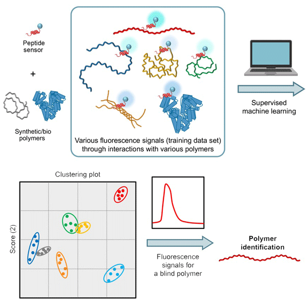 Figure 1. Schematic illustration of the Identification of water-soluble polymers through discrimination of multiple optical signals from a single peptide sensor