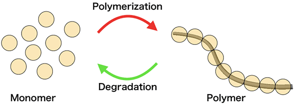 Monomers and polymer