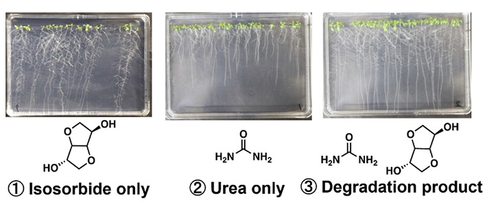 Test on the growth of thale cress (Arabidopsis thaliana)