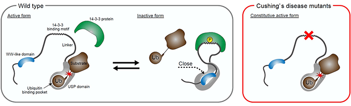Figure 3 Cushing's disease-associated mutations of USP8 release the autoinhibition of USP8 Wildtype USP8 activity is regulated by the adaptor protein 14-3-3. 14-3-3 inhibits USP8 in part through the enhancement of the interaction of the WW-like domain and the catalytic domain (USP domain in the figure). The mutation hotspot in Cushing's disease is located on the 14-3-3-binding motif in USP8. The mutations render USP8 unable to bind to 14-3-3, which, in turn, suppresses the interaction of the WW-like and catalytic domains, causing constitutive activation of USP8 and Cushing's disease pathogenesis.