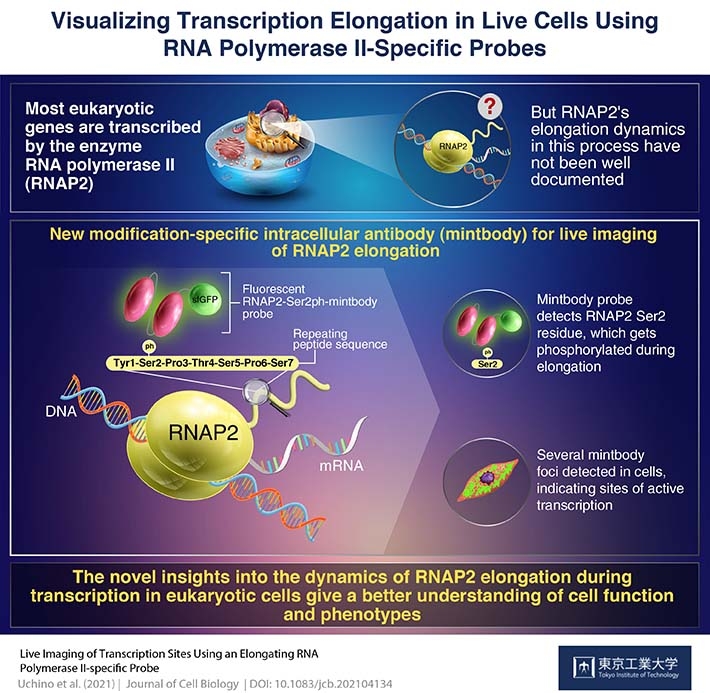 Visualizing Transcription Elongation in Live Cells Using RNA Polymerase II-Specific Probes