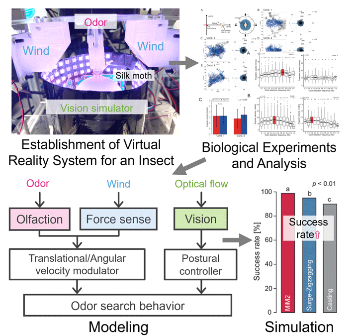 Figure 1 Research procedure for behavioral experiments that use insect VR for model validation © 2021 Yamada et al., eLife