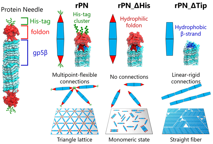 Figure 1 Engineered protein needles and their assembly on a mica surface Scientists have long been attempting to decode the complex sub-structures of proteins. Now, researchers from Tokyo Tech have finally shed light on this front with the investigation of engineered protein self-assembly using protein needles.