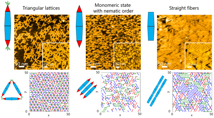 Figure 2 High-speed atomic force microscopy observations and Monte Carlo simulations of two-dimensional self-assembly Basic protein chains often undergo dynamic self-assembly to form complex supramolecular structures. Scientists at Tokyo Tech have now managed to explore the assembly dynamics using engineered protein needles.