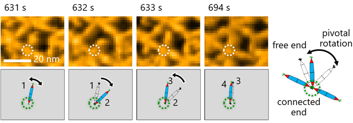 Figure 3 Molecular motion of the protein needles (rPN) showed pivotal rotations around the His-tag interaction Observing the molecular motion of the PNs was crucial for making observations in this study. Here, researchers noted pivotal rotation around the His-tag interaction between protein needles.
