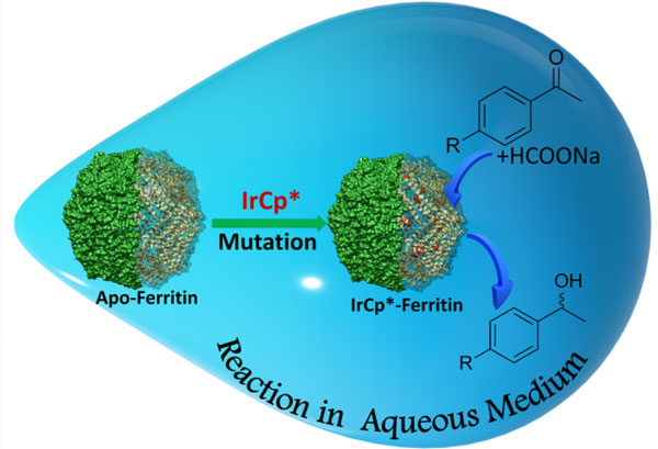 Figure 2 A hybrid bio-nanocage formed by the ferritin protein The nanocage acts as a hybrid bio-catalyst during the conversion of substrates to alcohols with high specificity.