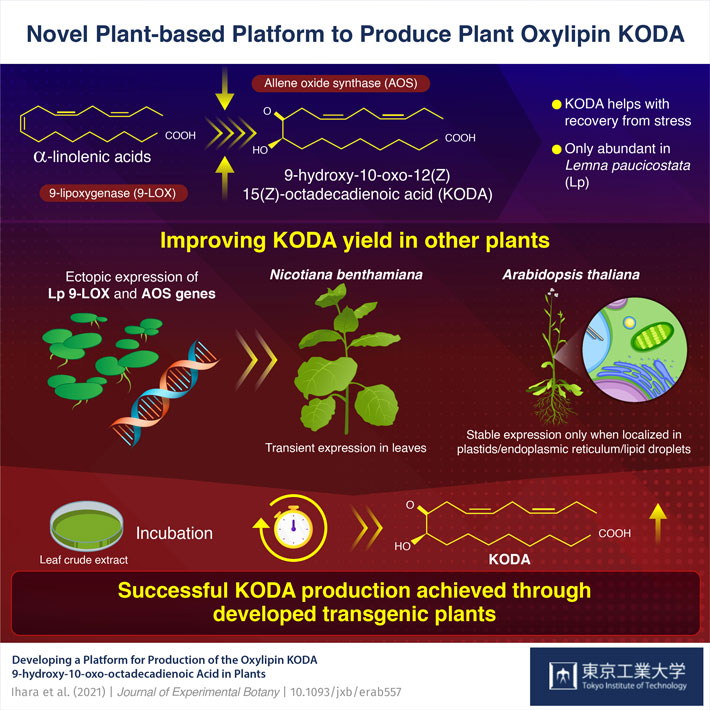 Decoding KODA Production to Augment Stress Resistance in Plants