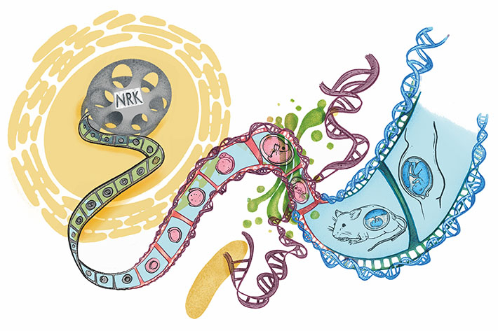 Artwork: the molecular evolution of NRK