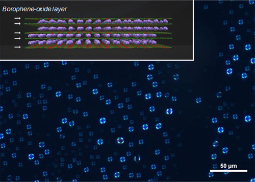 Figure 1 Visualization of the BoL-LC using polarized microscopy The inset shows a chemical structure of the prepared BoLs. White arrows indicate the borophene oxide atomic layers and purple spheres represent potassium cations.