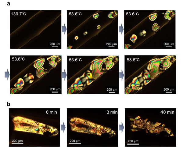 Figure 2 Visualization of phase transition from using polarized microscopy a. The phase change from P-i to P-ii. b. Changes from crystal to P-ii phase. The photographs show time-dependent polarized optical microscopic images after rapid-cooling from 200 °C (P-i) to room temperature. Waiting times are 0, 3, and 40 min. The radial straight lines on the sample (0 min) suggested the crystalline phase, and they gradually disappeared.
