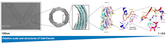 Macro-to-microscopic structures of OdinTubulin. Credit: Caner Akıl, Kosuke Fujishima and Robert Robinson / adapted from C. Akıl et al. Sci. Adv. 2022