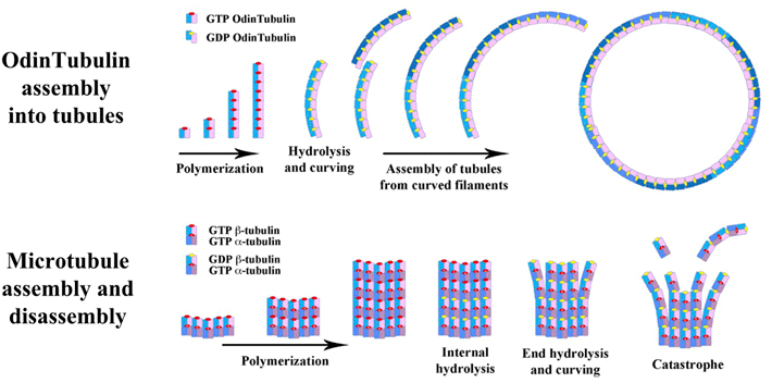 Comparison of OdinTubulin assembly and microtubule assembly/disassembly that is used in chromosome segregation in eukaryotic cells. Credit: Robert Robinson / adapted from C. Akıl et al. Sci. Adv. 2022