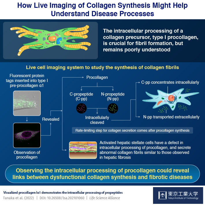 How Live Imaging of Collagen Synthesis Might Help Understand Disease Processes