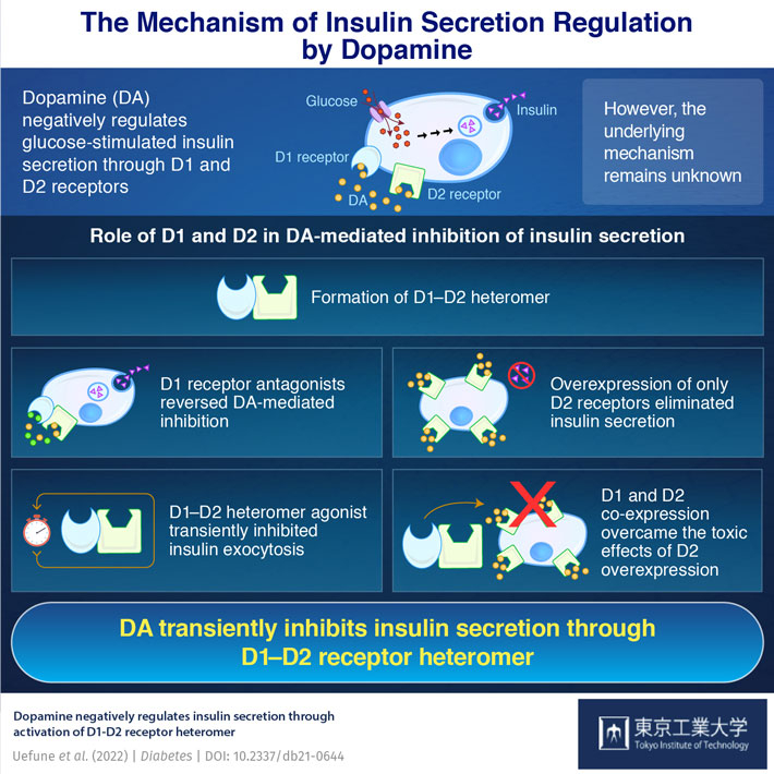 The Mechanism of Insulin Secretion Regulation by Dopamine