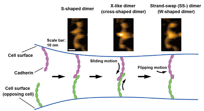 Figure 1 Binding processes of cadherins revealed by high-speed atomic force microscopy (HS-AFM). HS-AFM images of the cadherin dimers are shown at the top. The binding mechanism of cadherins is illustrated at the bottom based on HS-AFM observations.