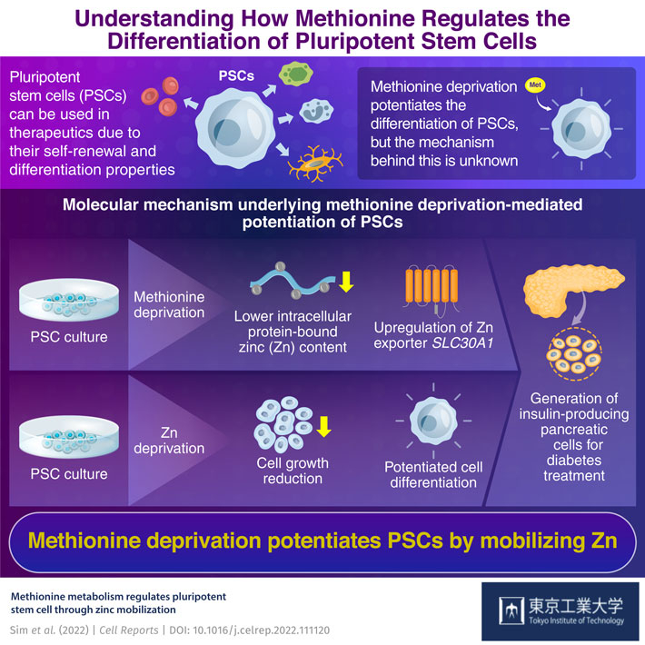 Understanding How Methionine Regulates the Differentiation of Pluripotent Stem Cells