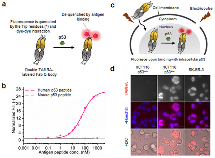 Schematic (a) and mechanism (c) of p53 Intra Q-body. (b) p53-dependent fluorescence signal and (d) microscopy images.