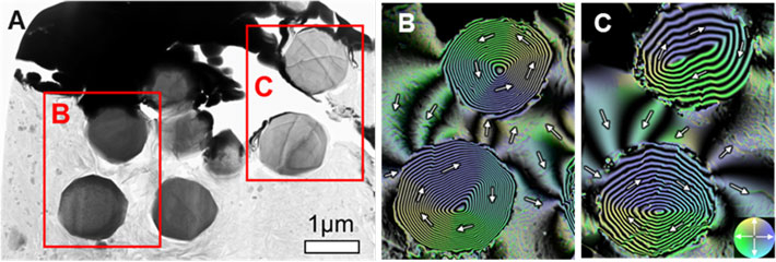 Figure 7. Paleomagnetic record remained in spherical magnetite (Fe3O4) crystals. (A) Transmission electron microscope image and (B, C) magnetic flux distribution images obtained by electron holography of magnetite cut from a Ryugu sample. Arrows and colors indicate the direction of magnetization. The concentric stripe pattern seen inside the particle indicates that the magnetic field wires wind in the direction of the arrow (called a spiral magnetic domain structure). Magnetic field wires seen on the outside of the particle are leakage fields from the particle, reflecting the magnetic field environment of Ryugu when the interior of the Ryugu parent body heated up and aqueous alteration reactions occurred. Credit: T. Nakamura et al. Science (2022)