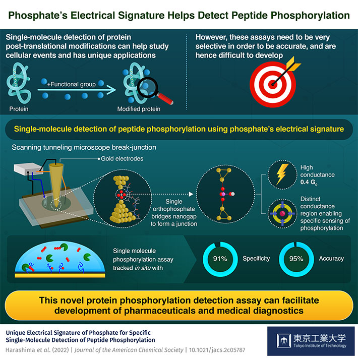 Phosphate's Electrical Signature Helps Detect Peptide Phosphorylation