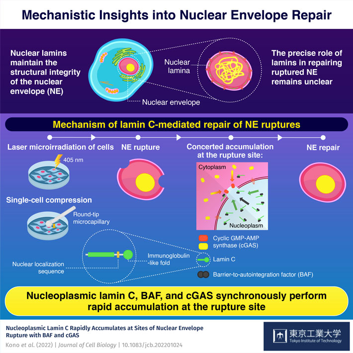 Mechanistic Insights into Nuclear Envelope Repair