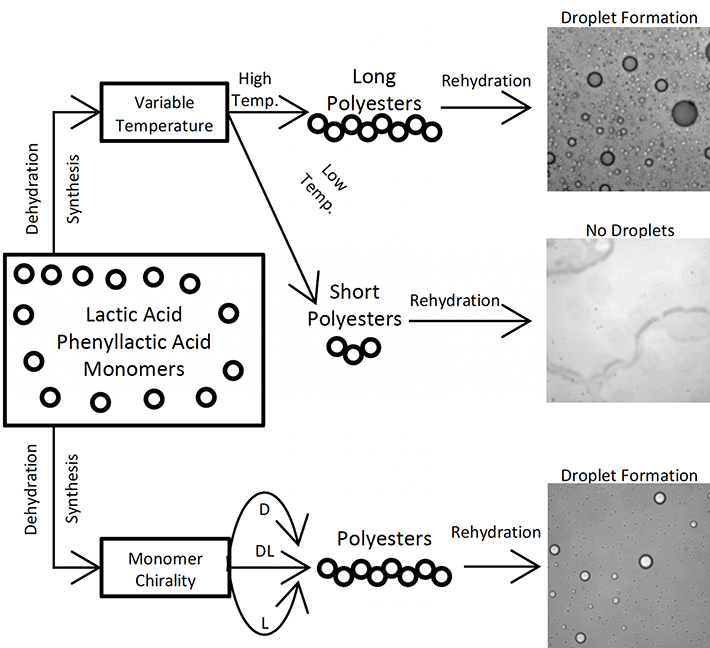 Figure 1 Project Overview This project focused on two specific aspects: polyester polymerization and droplet assembly under different temperature conditions and different monomer chirality conditions. Ultimately, low temperature conditions were the only conditions which produced short polyesters (and no droplets), while all other conditions (high temperature and any monomer chirality) produced long polyesters (and droplet). Credit: Reprinted with Permission from Afrin, R., et al. Macromolecular Chemistry and Physics, 2022