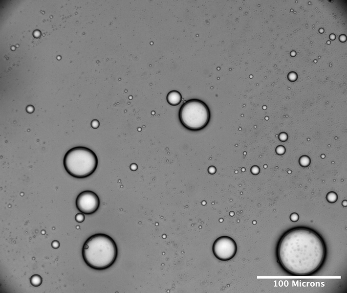 Figure 2 Microdroplet formation Microscopy image of membraneless polyester microdroplet after synthesis and assembly. Credit: Tony Z. Jia