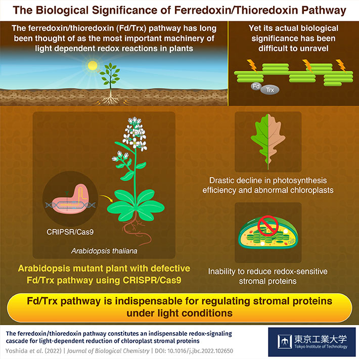 The Biological Significance of the Ferredoxin/Thioredoxin Pathway