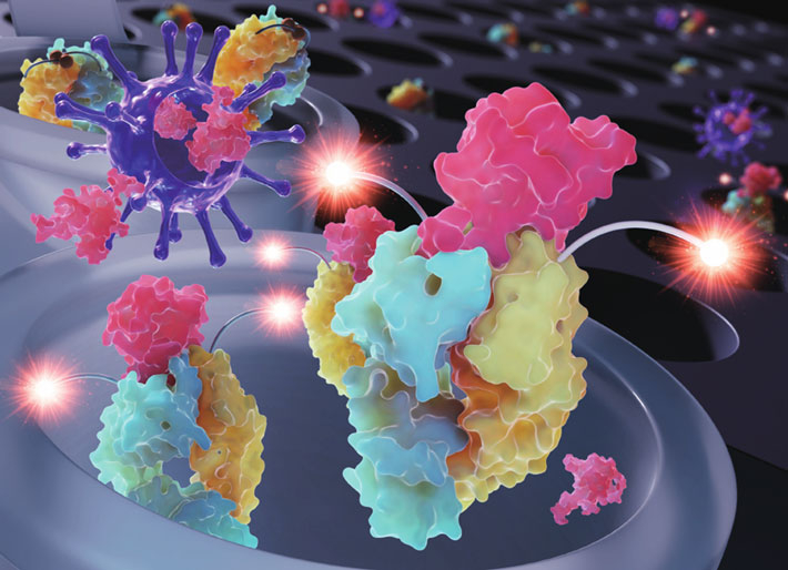 Figure 1 Detecting SARS-CoV-2 with a new Quenchbody immunosensor The double-tagged Quenchbody immunosensor becomes fluorescent when its target antigen—the nucleocapsid protein from SARS-CoV-2—binds at the antigen-binding region of the antibody fragments. This approach is fast, cost-effective, and convenient to use in practice, making it ideal for point-of-care testing as well as batch processing of patient samples. The above image, which illustrates how the immunosensor becomes fluorescent upon antigen binding, was selected as the back cover for Issue 22 of the Analyst journal.