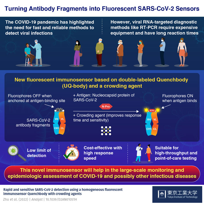 Turning Antibody Fragments into Fluorescent SARS-CoV-2 Sensors