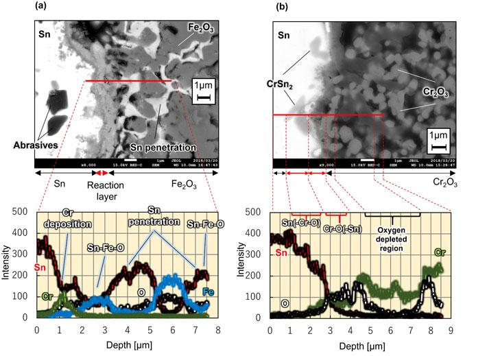 Fig 3. Image of cross-section of surface layer corrosion structure of oxide sinter immersed in liquid metal tin