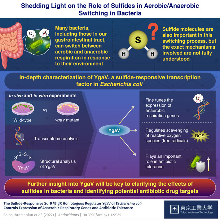 Shedding Light on the Role of Sulfides in Aerobic/Anaerobic Switching in Bacteria