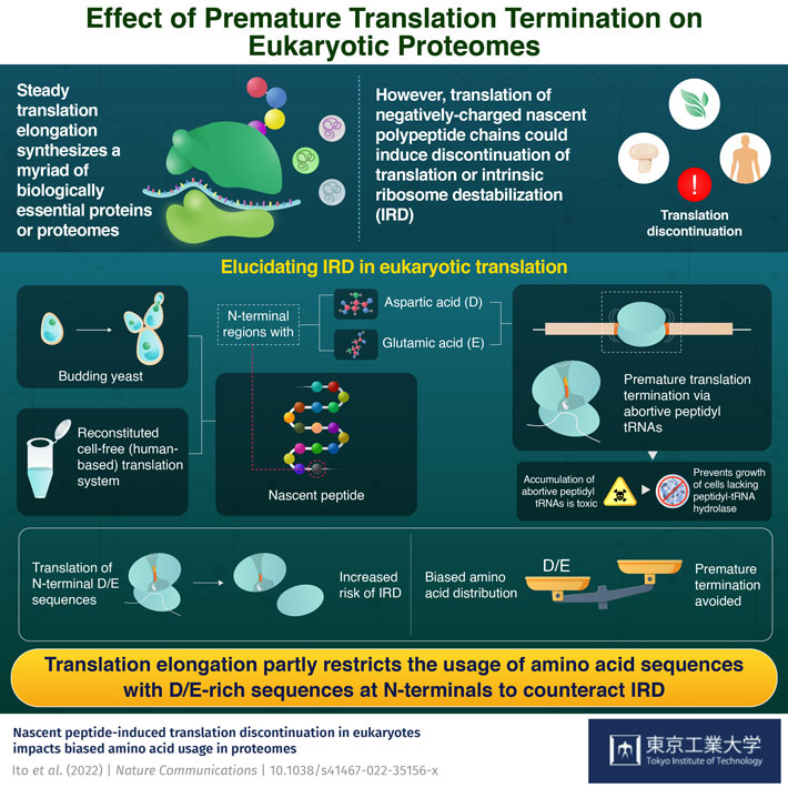 Lost in Translation: How 