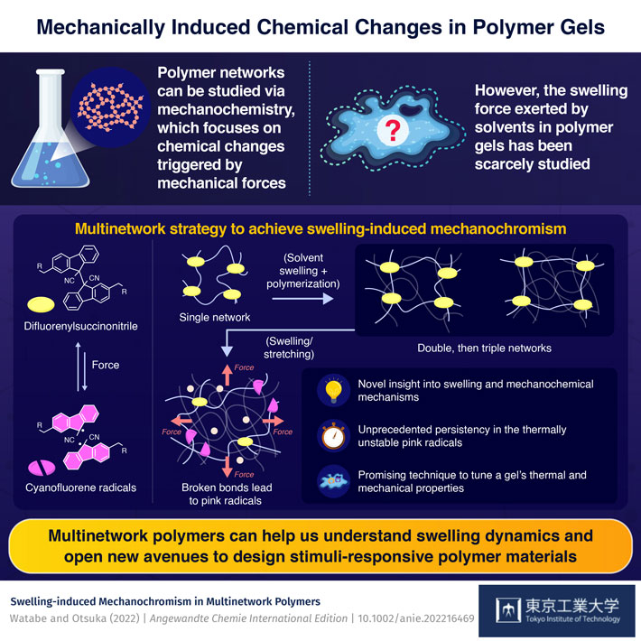 Studying Polymer Gels Through the Lens of Mechanochemistry and Solvent Swelling