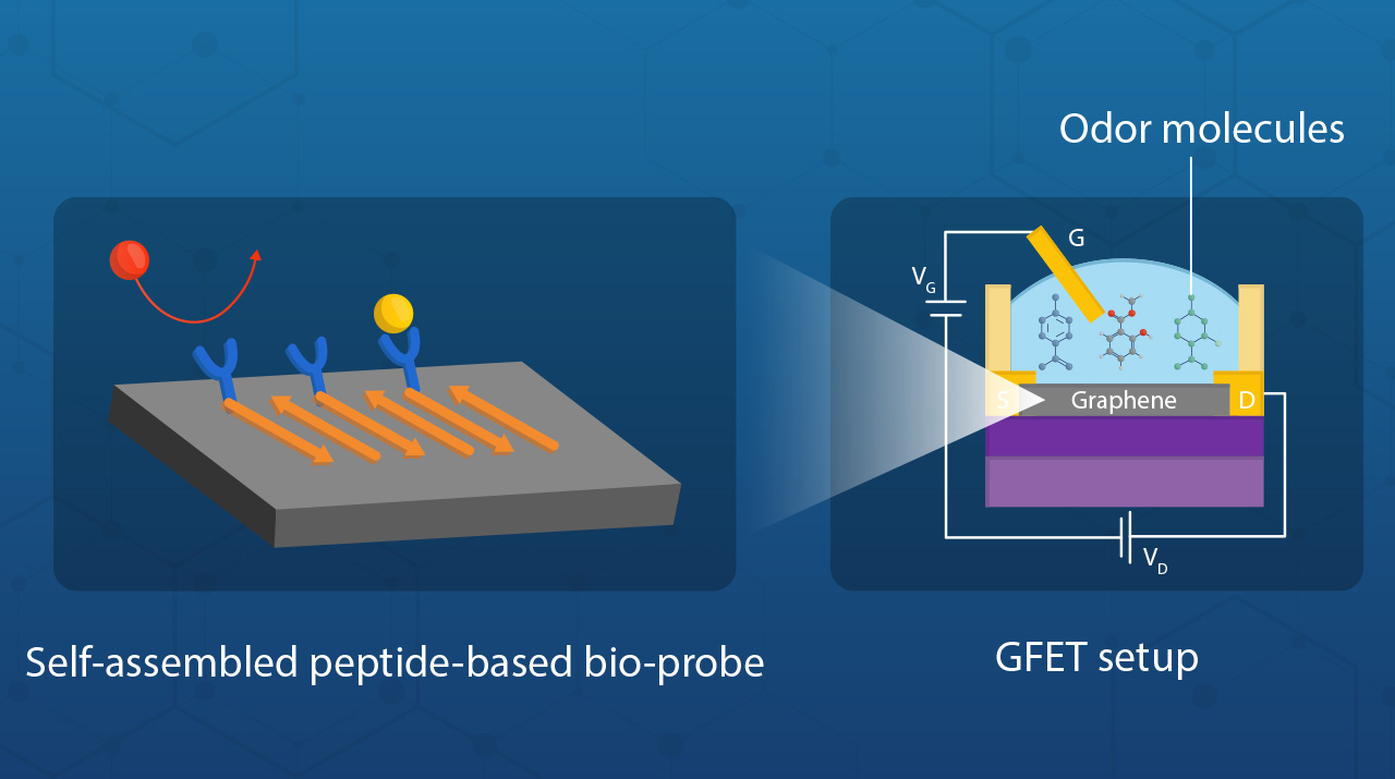 Electronic nose sensing the odor molecules on graphene surface layered